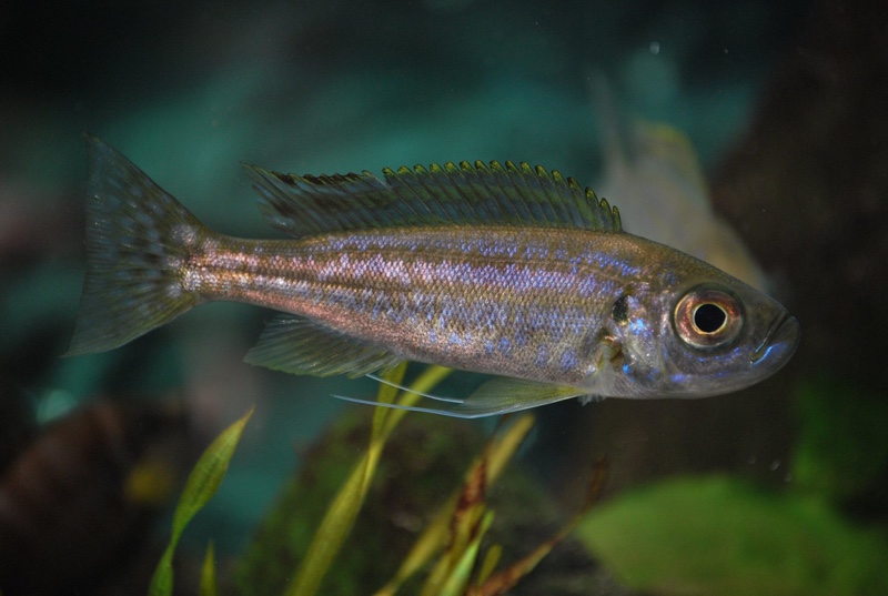Haplotaxodon trifasciatus 'Burundi'